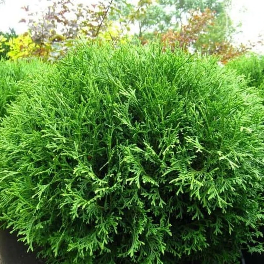 Туя западная "Хозери" Thuja occidentalis 'Hoseri'