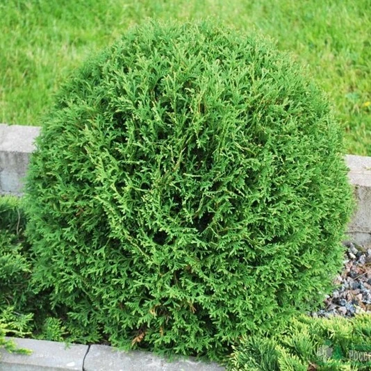 Туя западная "Тини Тим" Thuja occidentalis 'Tiny Tim'