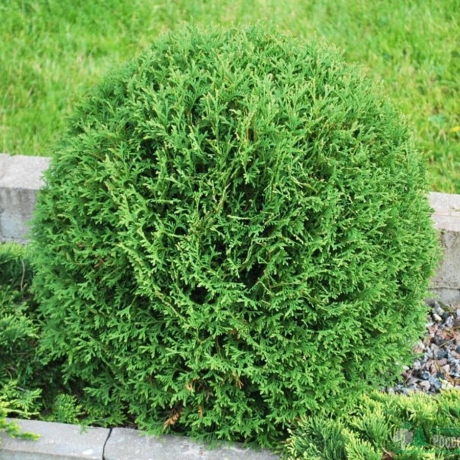 Туя западная "Тини Тим" Thuja occidentalis 'Tiny Tim'