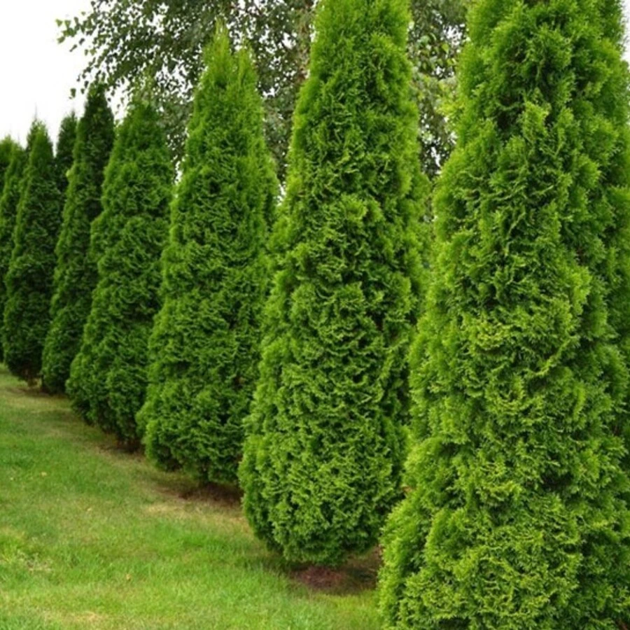 Туя западная "Смарагд" Thuja occidentalis 'Smaragd'