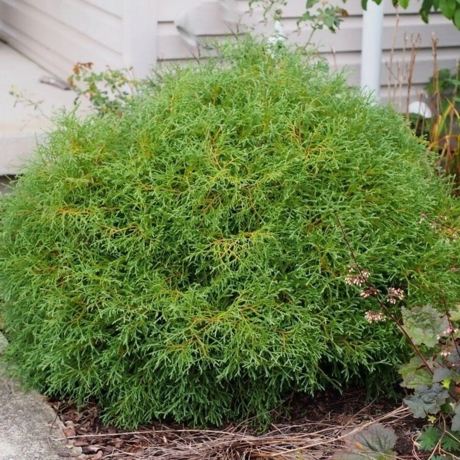 Туя западная "Мистер Боулинг Болл" Thuja occidentalis 'Mr. Bowling Ball'
