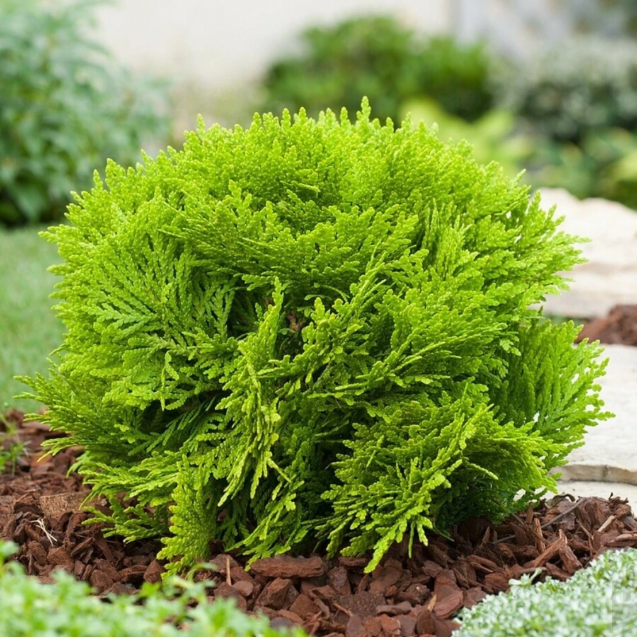 Туя западная "Мириам" Thuja occidentalis 'Mirjam'