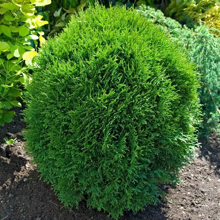Туя западная "Литтл Джайнт" Thuja occidentalis 'Little Giant'
