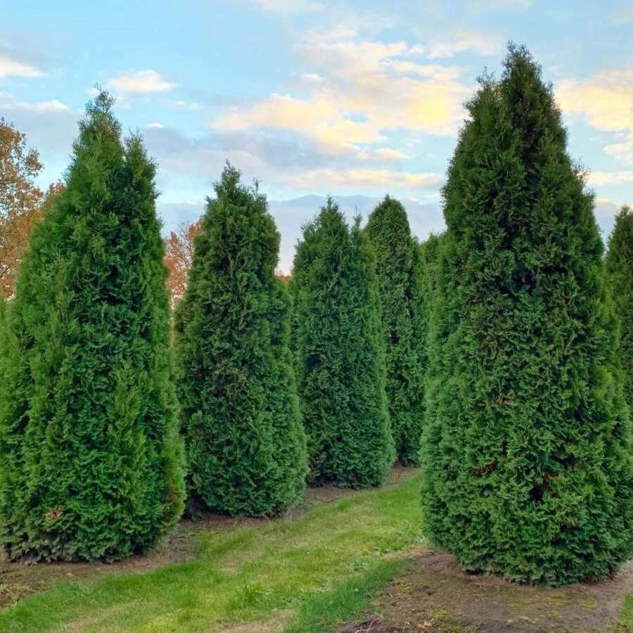 Туя западная "Колумна" Thuja occidentalis 'Columna'
