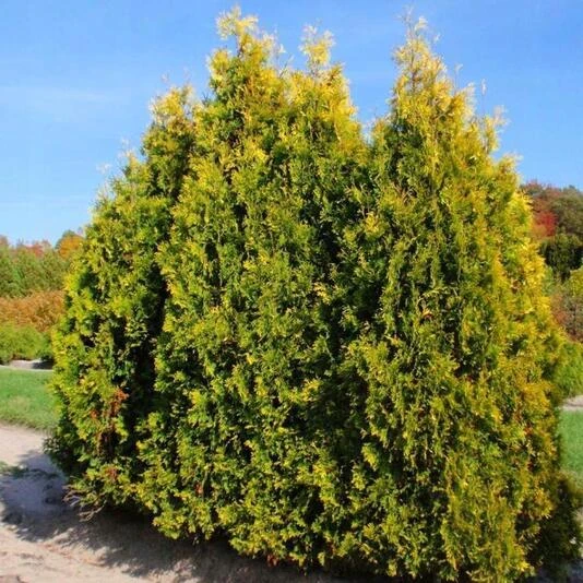 Туя западная "Еллоу Риббон" Thuja occidentalis 'Yellow Ribbon'