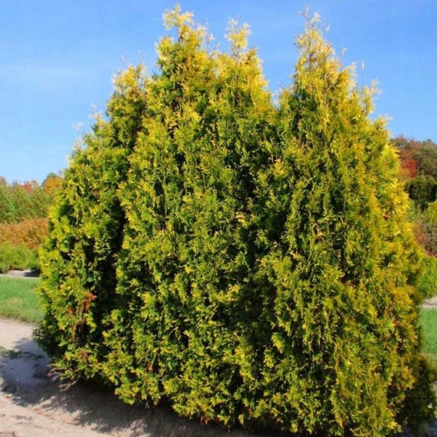Туя западная "Еллоу Риббон" Thuja occidentalis 'Yellow Ribbon'