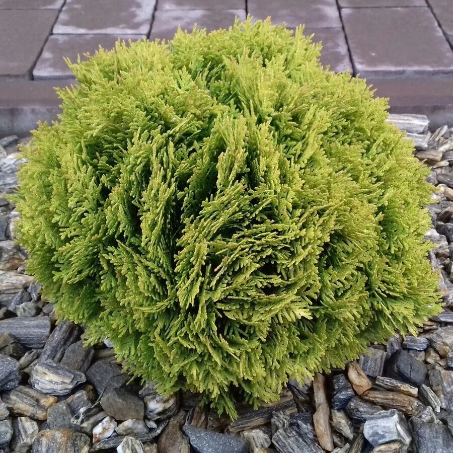 Туя западная "Даника" Thuja occidentalis 'Danica'