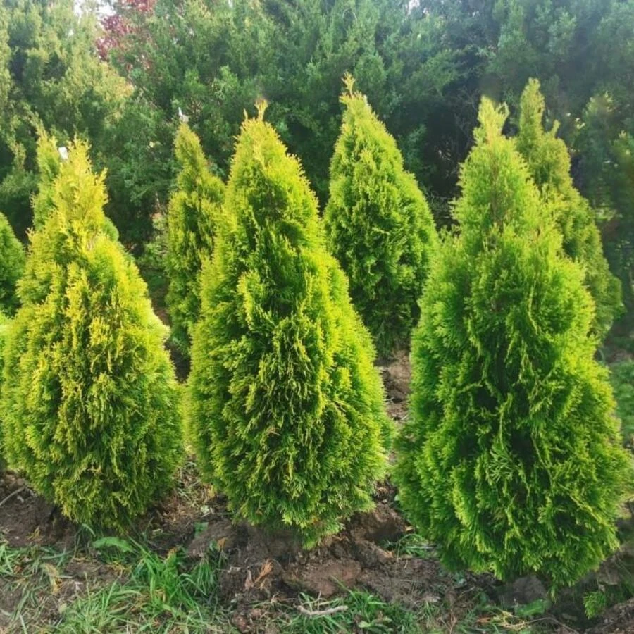 Туя западная "Голден Смарагд" Thuja occidentalis 'Golden Smaragd'