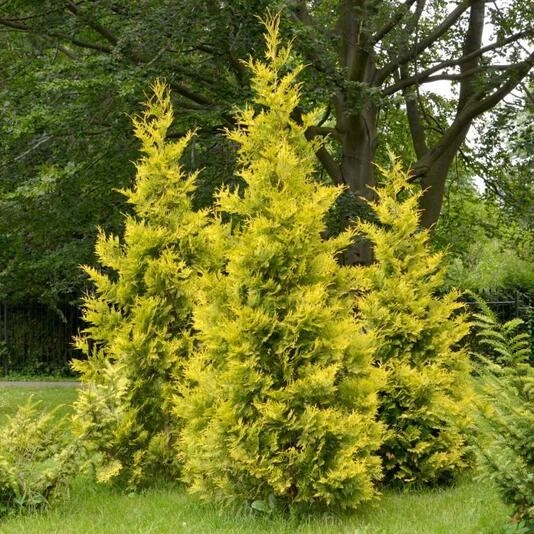 Туя западная "Голден Брабант" Thuja occidentalis 'Golden Brabant'