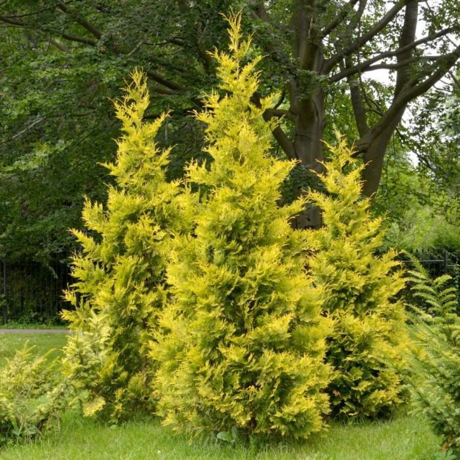 Туя западная "Голден Брабант" Thuja occidentalis 'Golden Brabant'