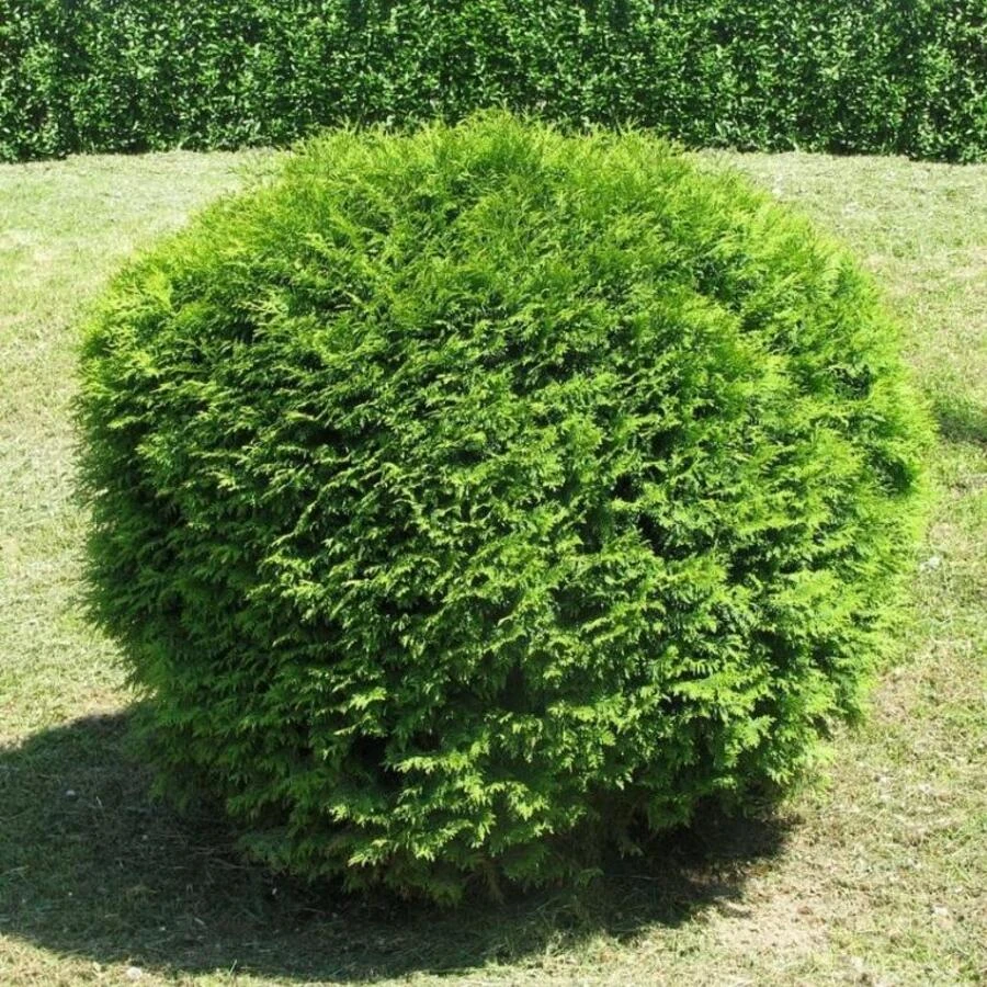 Туя западная "Глобоза" Thuja occidentalis 'Globosa'