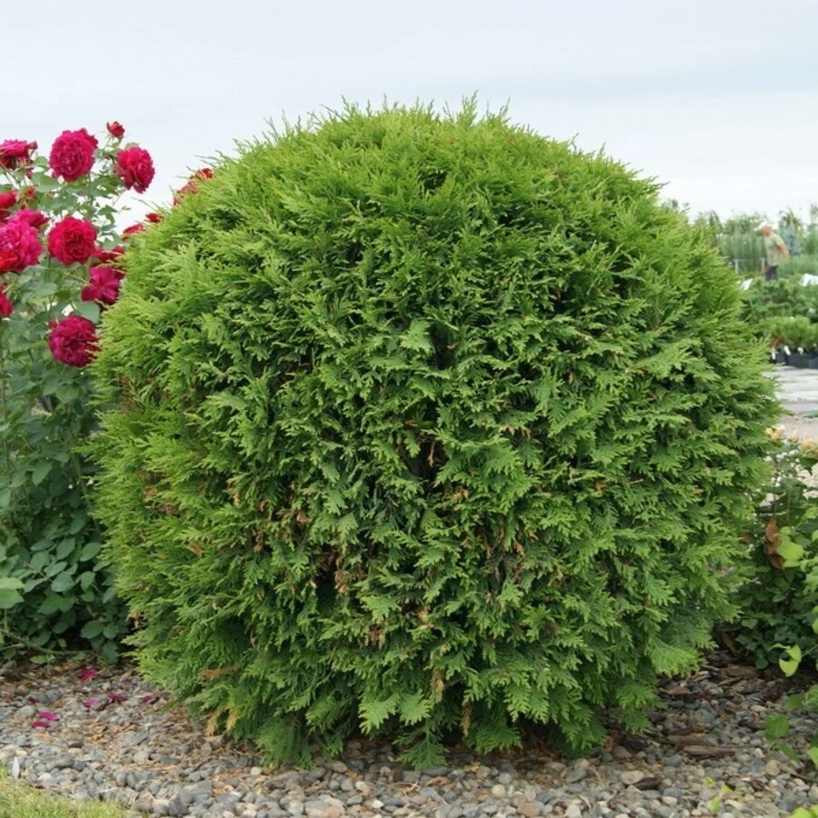 Туя западная "Вудварди" Thuja occidentalis 'Woodwardii'
