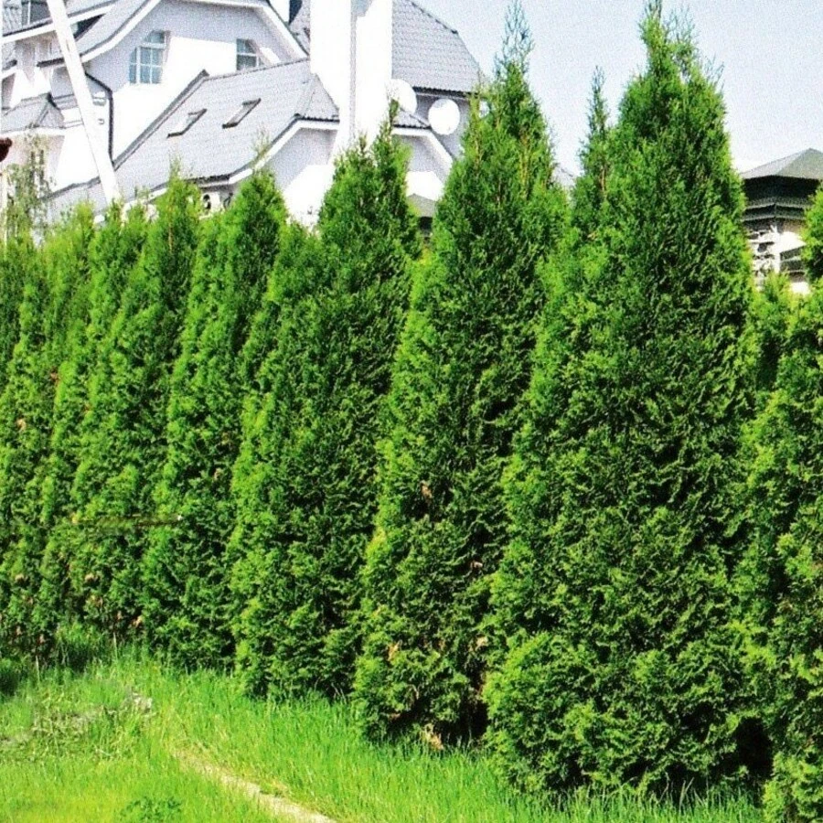 Туя западная "Брабант" Thuja occidentalis 'Brabant'