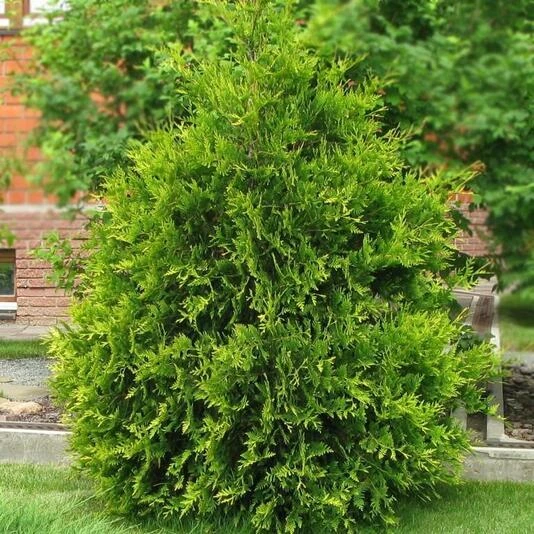 Туя западная "Аурея-спиката" Thuja occidentalis 'Aureospicata'