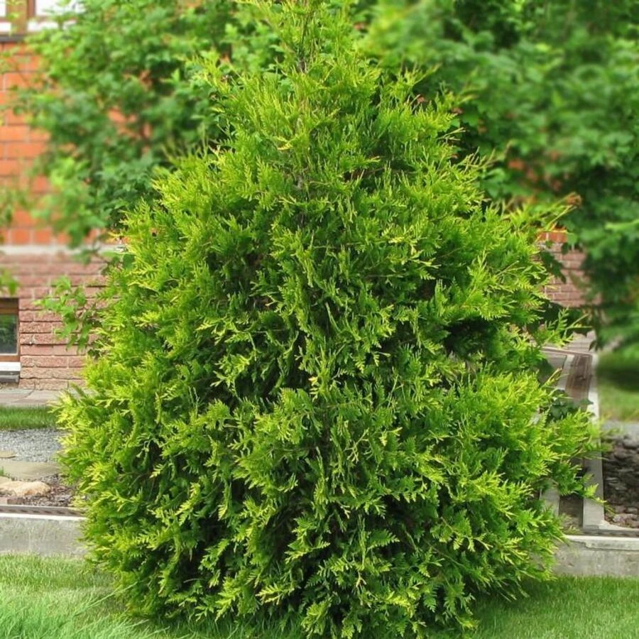 Туя западная "Аурея-спиката" Thuja occidentalis 'Aureospicata'
