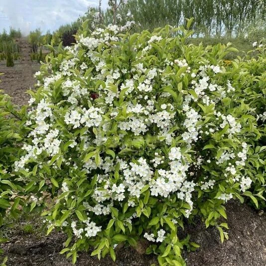 Яблоня Зибольда (торинго) формованная Malus (sieboldii) toringo