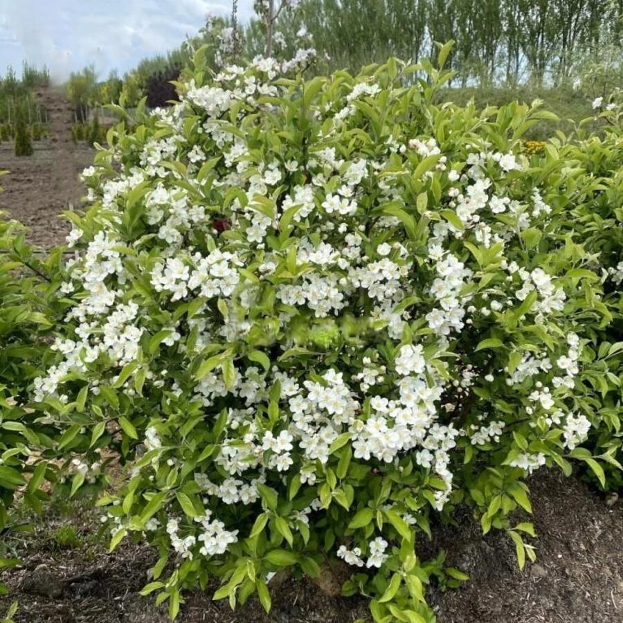 Яблоня Зибольда (торинго) формованная Malus (sieboldii) toringo
