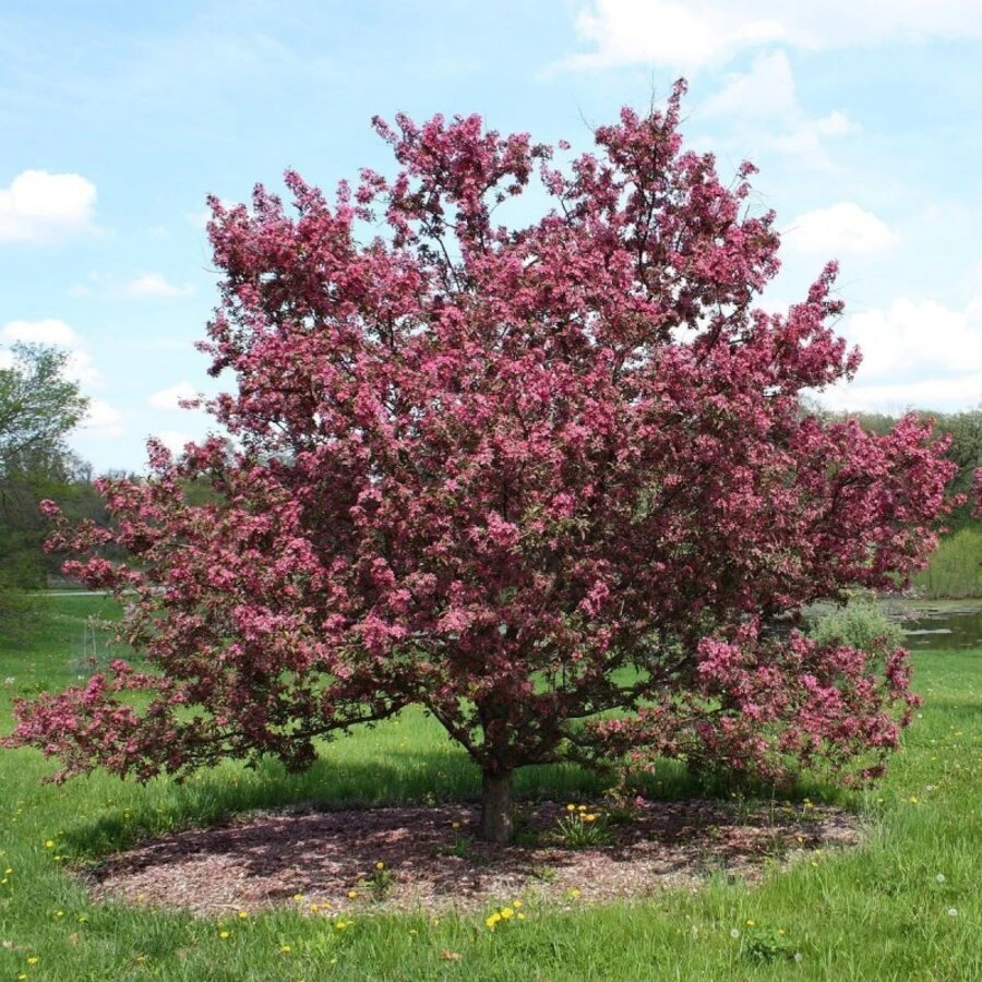 Яблоня "Скарлет" Malus toringo 'Scarlet'