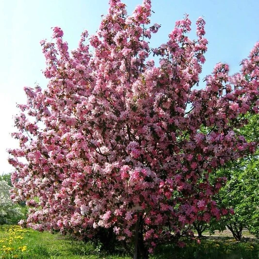 Яблоня "Рудольф" Malus 'Rudolph'