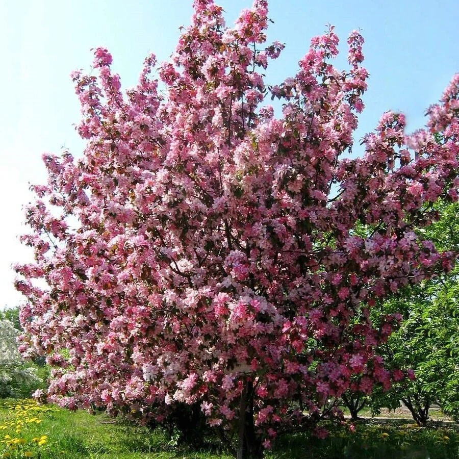 Яблоня "Рудольф" Malus 'Rudolph'