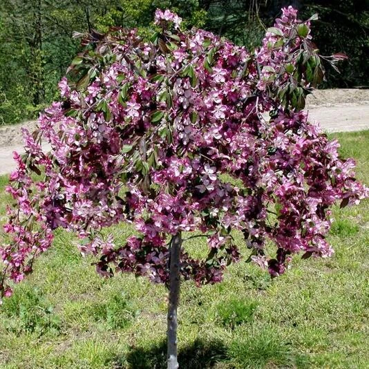 Яблоня "Роял Бьюти" Malus 'Royal Beauty'