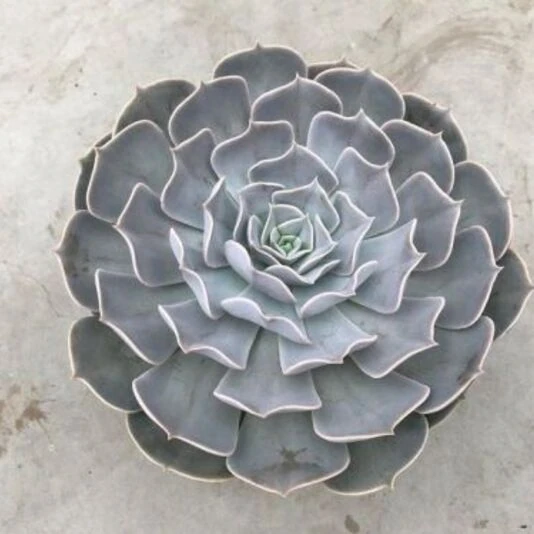 Эхеверия Поллукс