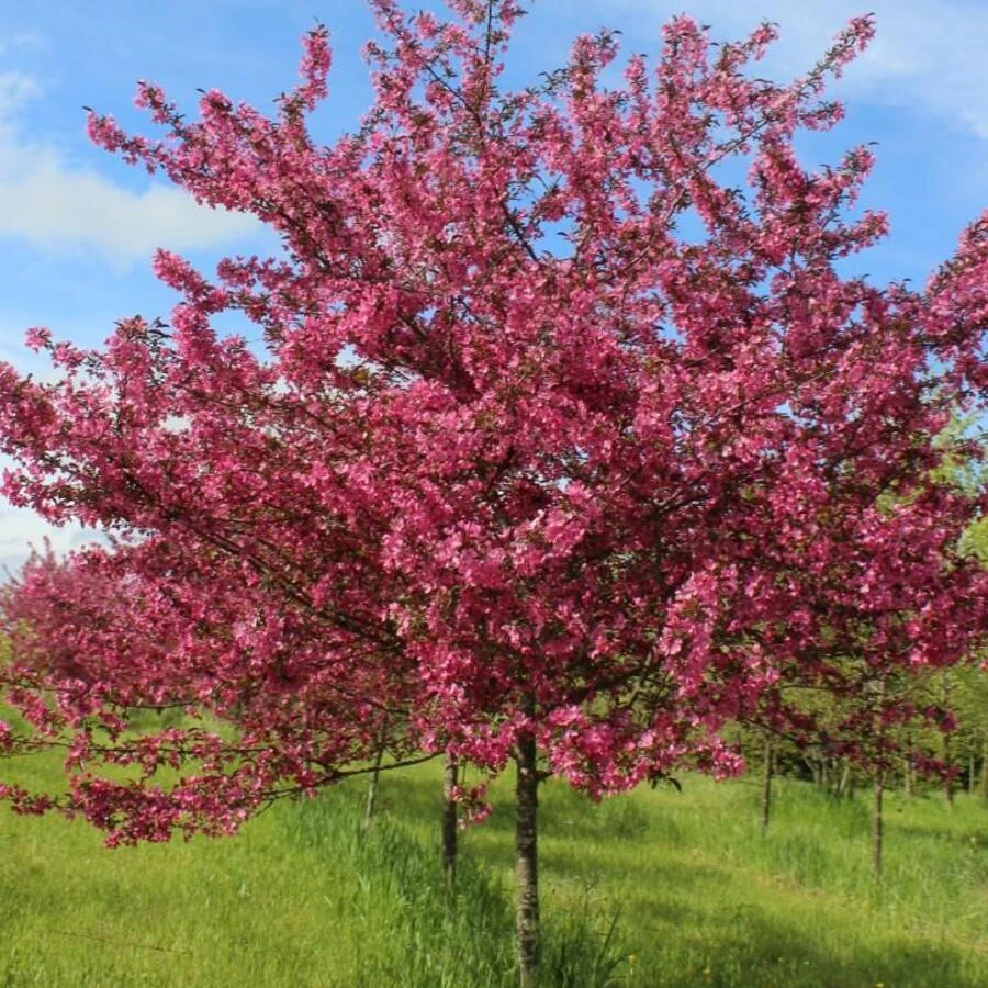 Яблоня "Прериефайер" Malus 'Prairiefire'
