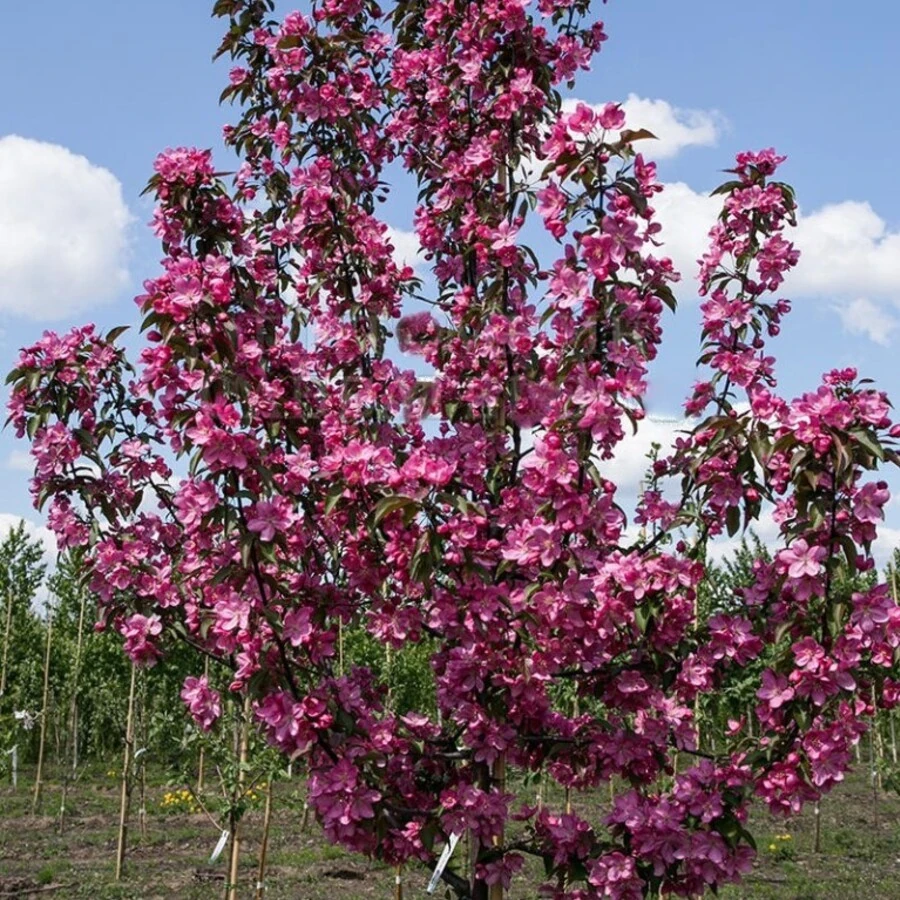 Яблоня "Ола" Malus 'Ola'