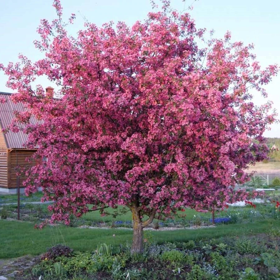 Яблоня Недзвецкого Malus niedzwetzkyana