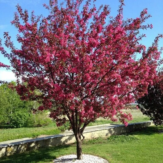 Яблоня "Мокум" Malus 'Mokum'