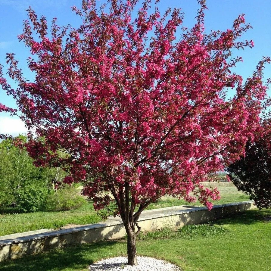 Яблоня "Мокум" Malus 'Mokum'