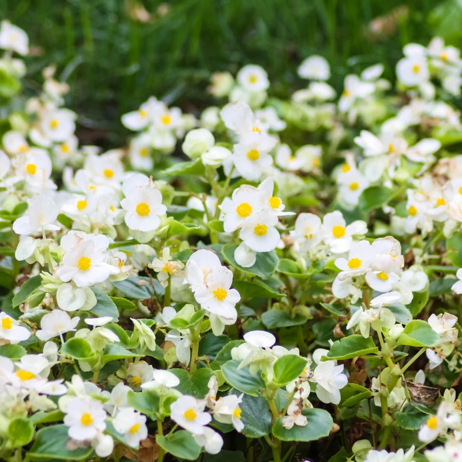 Бегония вечноцветущая зеленолистная Begonia semperflorens