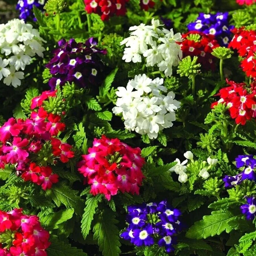 Вербена крупноцветковая Verbena hybrida