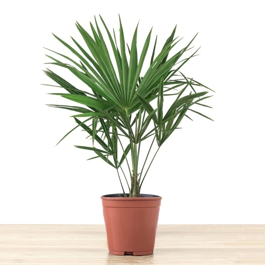 Трахикарпус Форчуна (до 1м)  Trachycarpus Fortunei