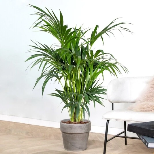 Ховея Форстериана  Howea Forsteriana