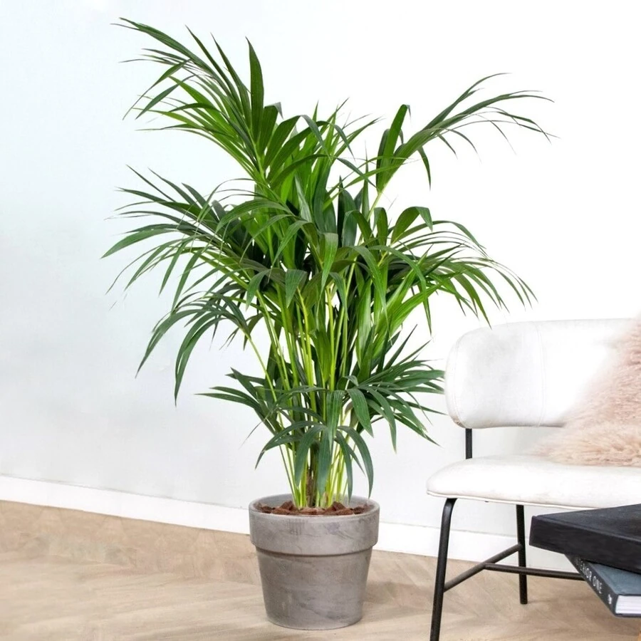 Ховея Форстериана  Howea Forsteriana