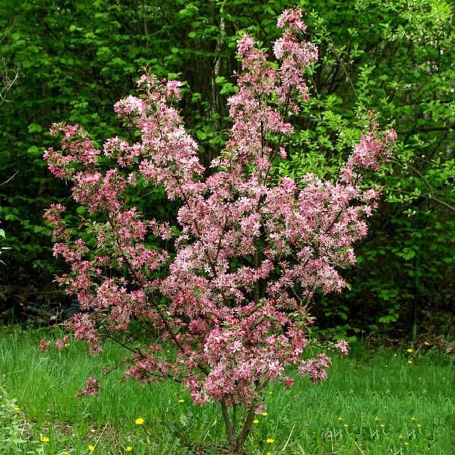 Яблоня "Маковецкого" Malus 'Makowieckiana'