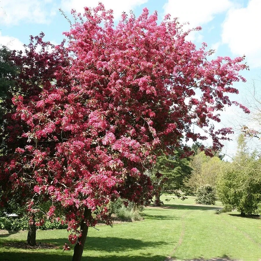Яблоня «Директор Мурланд» Malus 'Director Moerland'