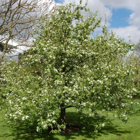 Яблоня "Джон Доуни" Malus 'John Downie'
