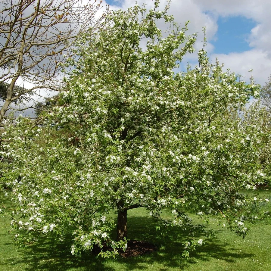 Яблоня "Джон Доуни" Malus 'John Downie'