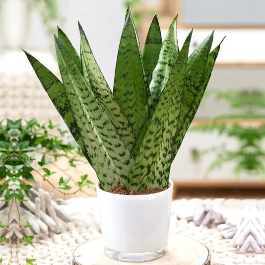 Сансевиерия Зейланика Фан Sansevieria Zeylanica Fan