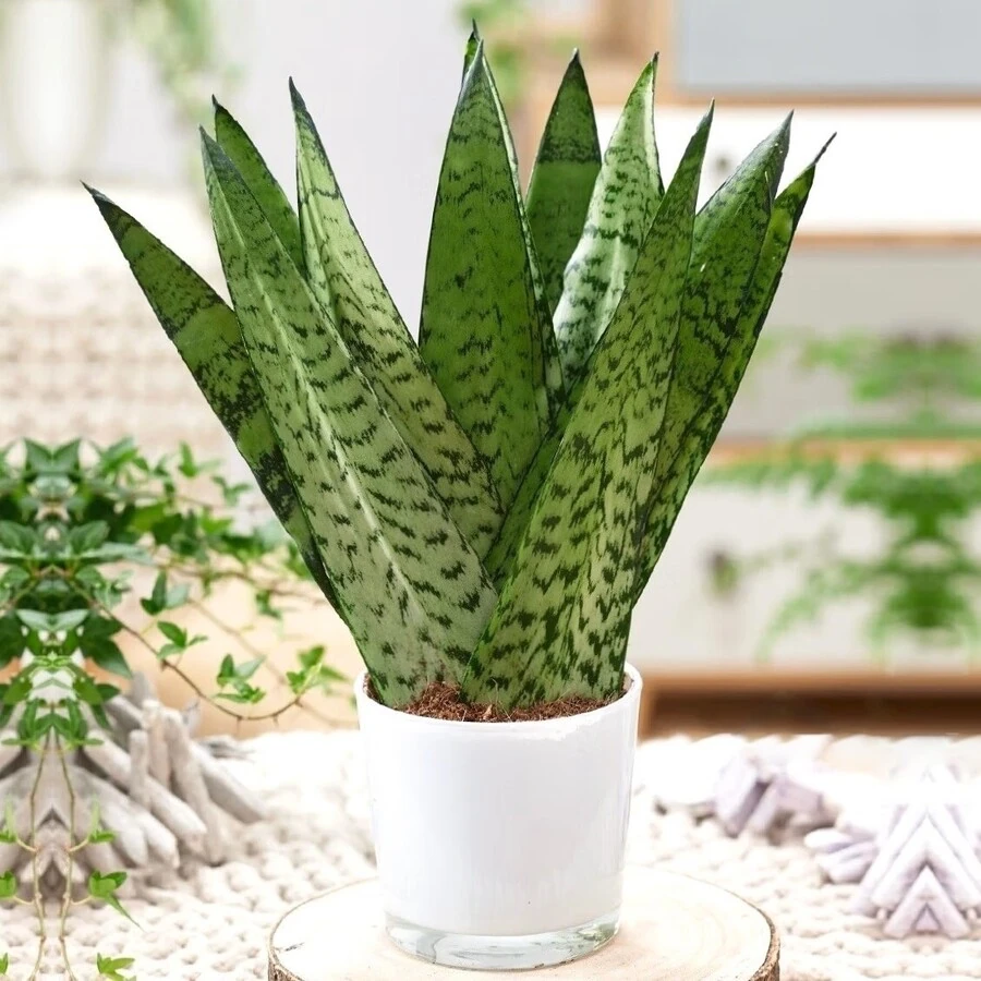 Сансевиерия Зейланика Фан Sansevieria Zeylanica Fan