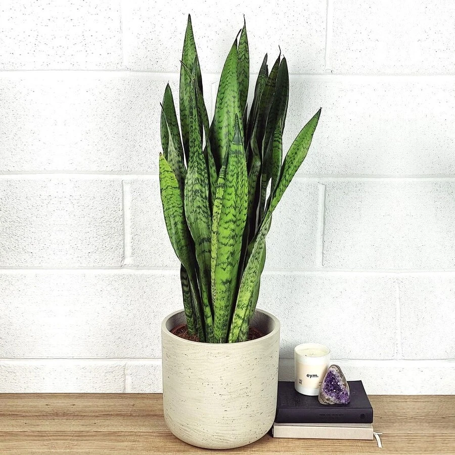 Сансевиерия Зейланика Sansevieria Zeylaniсa