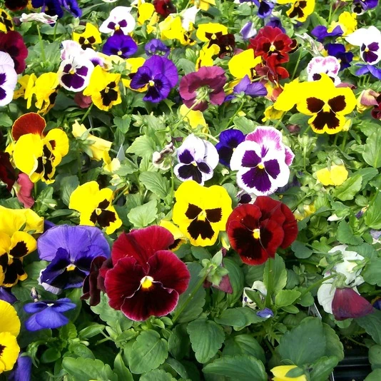 Виола крупноцветковая Viola Wittrockiana