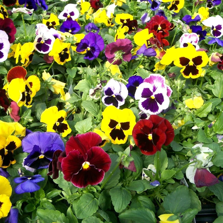 Виола крупноцветковая Viola Wittrockiana