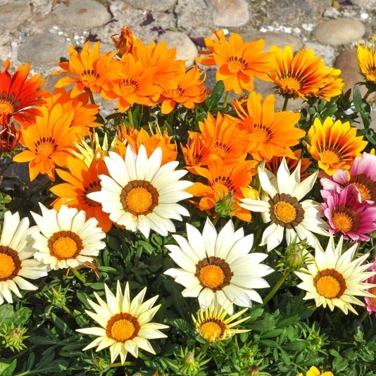Газания Gazania