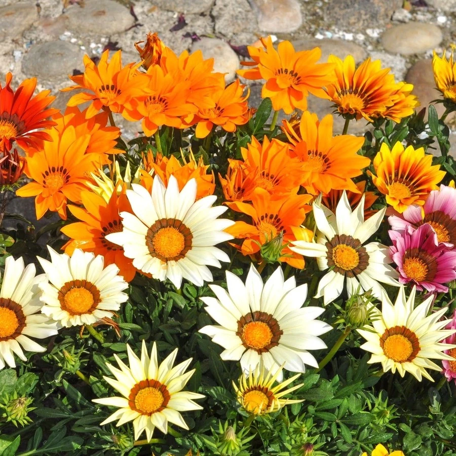 Газания Gazania