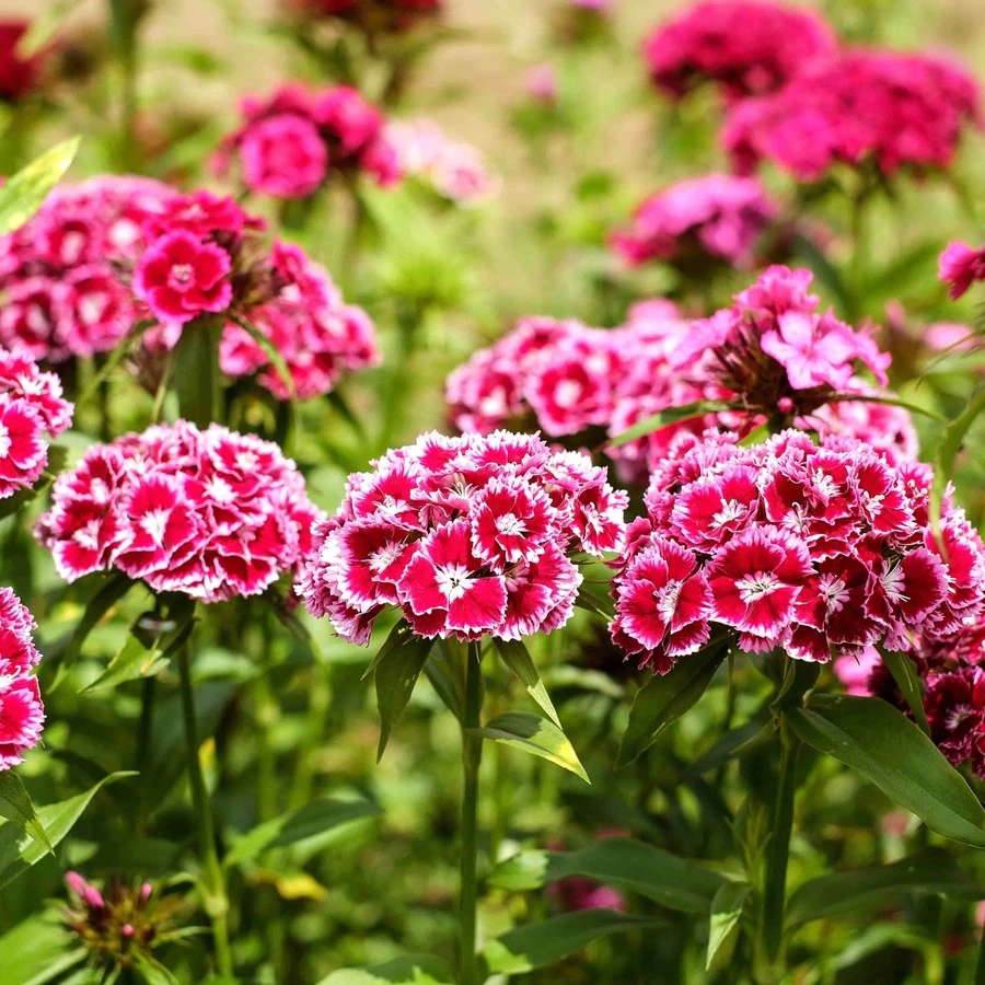 Гвоздика Dianthus