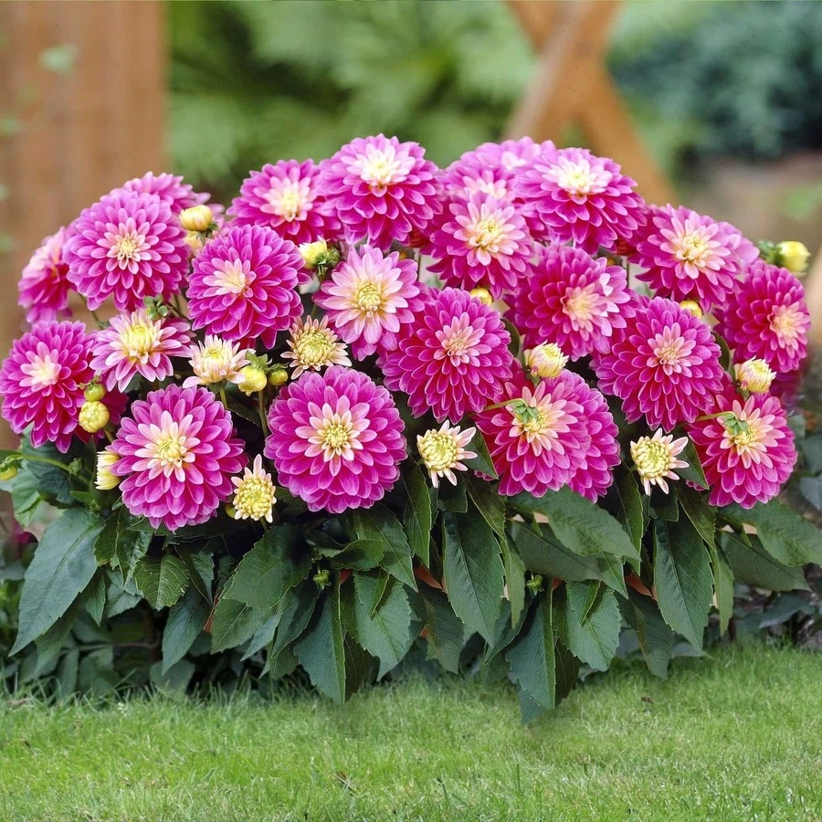 Георгина Dahlia