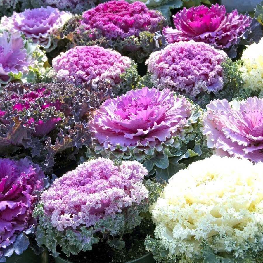 Капуста декоративная Brassica oleracea